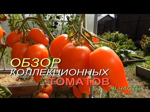 Обзор КОЛЛЕКЦИОННЫХ ТОМАТОВ. II ЧАСТЬ.