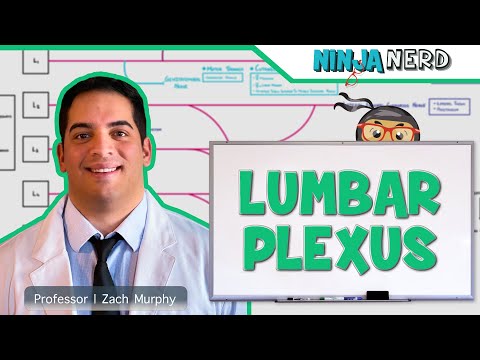 Neurology | Lumbar Plexus