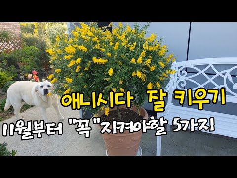 애니시다 키우기의 모든것,꼭 지켜야할 5가지,외목대 애니시다 ,삽목,분갈이