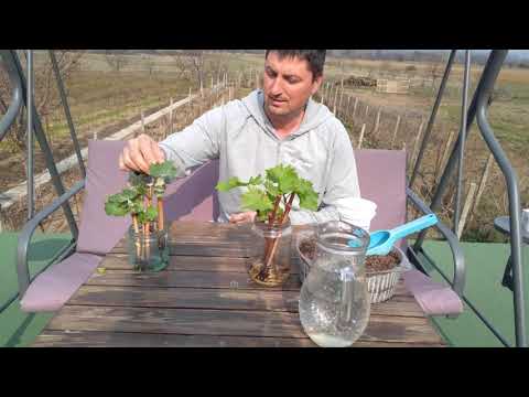 Зимно вкореняване на лоза.