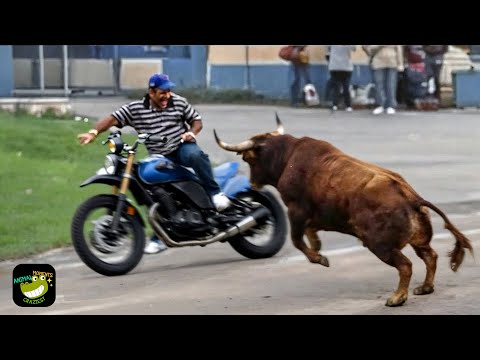 Wild Animals Invading People’s Homes #19