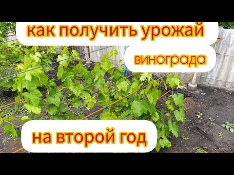 🇺🇦Виноград. Как разогнать саженец для получения урожая на второй год.
