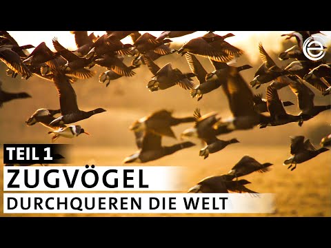 The Secret of Migratory Birds: Why Do They Fly So Far? (Part 1) | Earth Experience