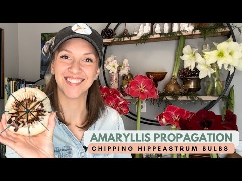Propagating Amaryllis by Chipping / Notching Hippeastrum Bulbs to Produce Multiple Offsets