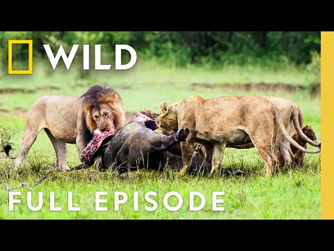 3 Lions vs. 1 Rhino (Full Episode) | Animal Fight Night | Nat Geo Animals