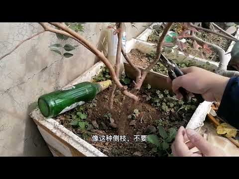 种嘉宝果，“见尖就打”！果子多，吃不完