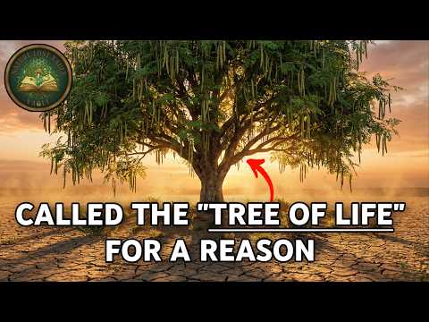 The Tree That Makes Multivitamins Obsolete (But We Won't Plant It)