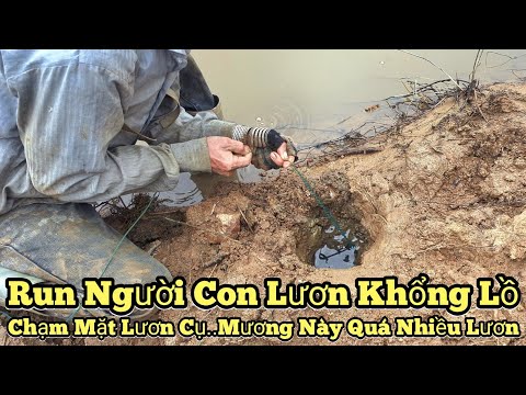 Câu lươn khủng_Run người con lươn khổng lồ_Chạm mặt lươn cụ..Mương này quá nhiều lươn_tập1013//eels.