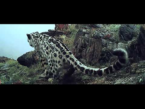 Ирвэсийн амьдрал баримтат кино