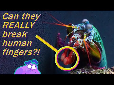 How the Mantis Shrimp Can Punch Through Glass | Alien Ocean
