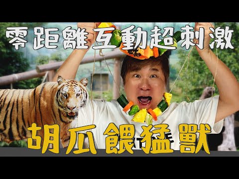 勇闖動物園！胡瓜挑戰當保育員！第一線餵食動物超刺激？！【下面一位】Ep85