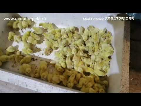 Чуть не загубил всех птенчиков, уход за птенцами перепелов, с первых дней.!