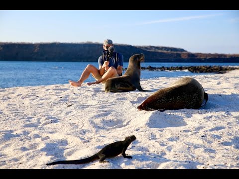 SHARKS, SEA LIONS, & SUNSETS | Galapagos Cruise Day 5