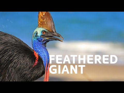 Cassowary: Up Close With A Living Dinosaur | Inside Nature's Giants