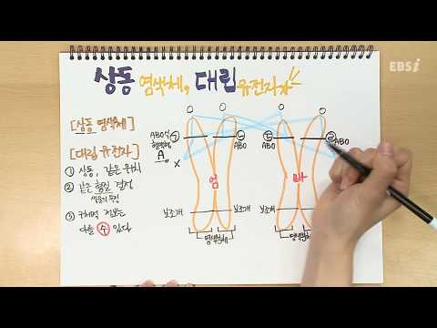 상동 염색체 대립 유전자 | 가볍게 공부하는 박소현의 생명과학 스케치북, 개정 생명과학, 노트필기, 문제풀이 | EBSi 고교강의