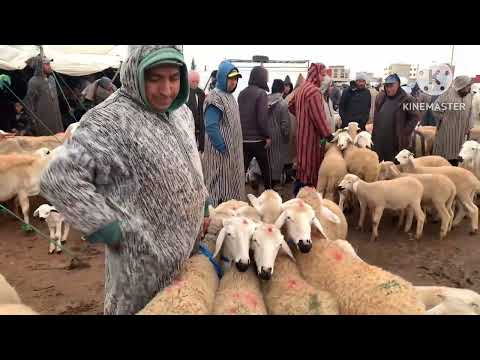 مباشرة من سوق احد سيدي علال البحراوي