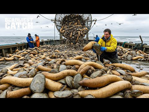 How One Geoduck Can Sell for $300 — The World’s Strangest and Most Profitable Clam