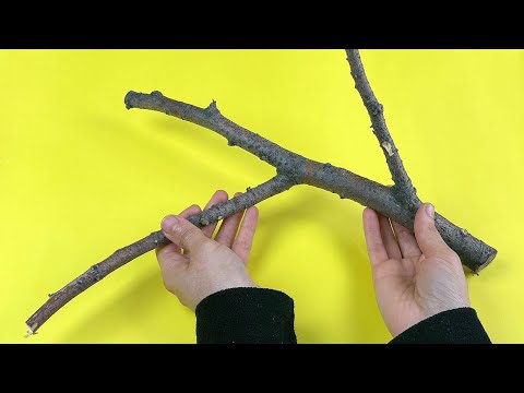 Dry Branches Are a Gold Mine! A Gardener Showed Me This Secret of Dry Branches