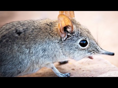 TOP 10: Les Animaux Les Plus Rares Du Monde