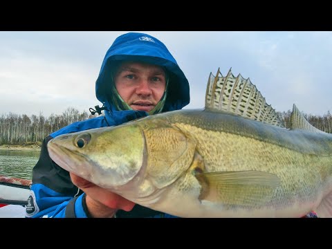 Рыбалка в Октябре! Клюнул Трофейный судак, Налим и Щука! Что я делал НЕ ТАК эти три дня?