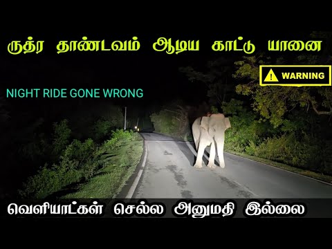 நீண்ட நாட்களுக்கு பிறகு தரமான இரவு சம்பவம்|மிஸ் பன்னீடாதீங்க|night drive|elephant attack