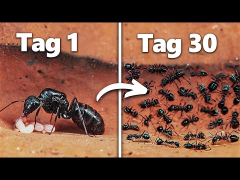 Eine Ameisenkolonie für 30 Tage Simulieren