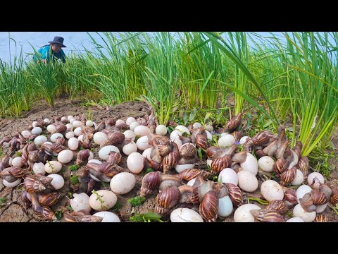 Harvest a lot of duck egg and snail at dry field by hand a female farmer