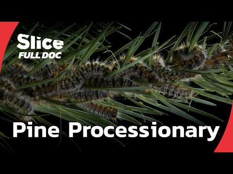 Pine Processionary Caterpillars: A Growing Threat | FULL DOCUMENTARY