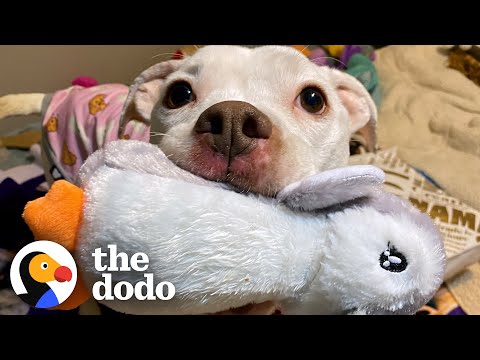 Skinny Abandoned Pit Bull Gets Everything She Dreamed Of | The Dodo Pittie Nation