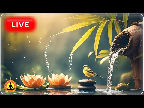 This livestream has ended. We will release a new version of this livestream soon. See link below.