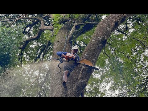 Amazing skills‼️ Cut down 2 trembesi trees, Husqvarna 3120xp.