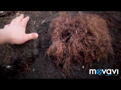 Малина из маточного корня. Супер способ! Элементарно.