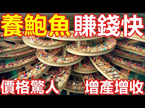 The whole process of abalone farming! 100 dollars for a big abalone! It's shocking!