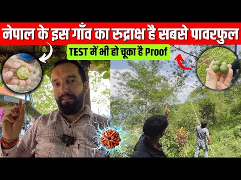 देखिए असली रुद्राक्ष का कच्चा फल कैसा होता है ।असली रुद्राक्ष की पहचान और कीमत#nepal #rudraksha