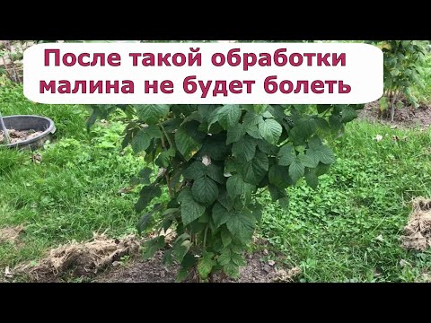 495. Важная обработка малины от всех болезней