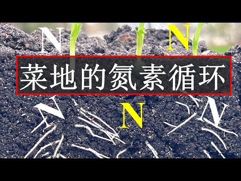 菜地土壤的氮素循环:懂氮素循环,做种菜高手(附10道题目的考试)
