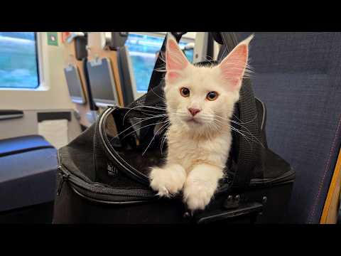 Kitten Clara Moves to Her New Family!