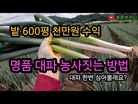 대파 농사 1년 재배 과정 종자 선택부터 씨앗 파종 관리 판매 보관까지 고소득 대파 농사 어때요?