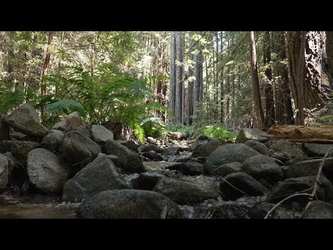 Removing a Dam, Restoring a Watershed