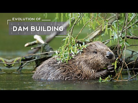 How Beavers Evolved to Build Dams