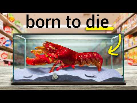 I Raised a Grocery Store Lobster as a Pet