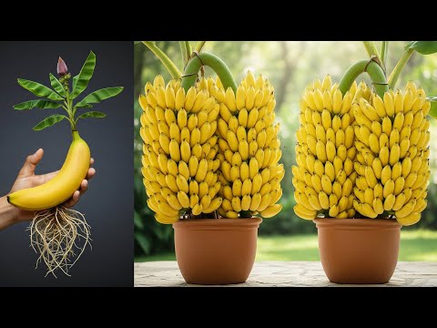 How to propagate banana tree from banana fruit with 100% success