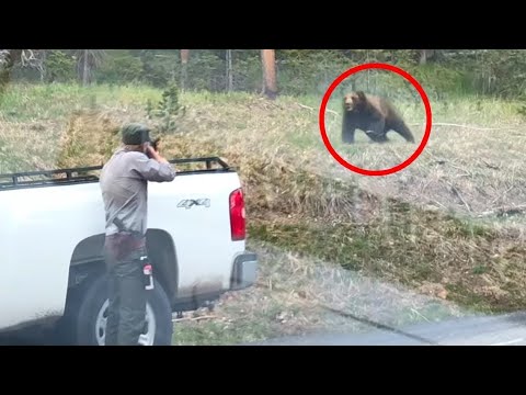 25 Razy Kiedy Zwierzęta Zemściły Się Na Ludziach