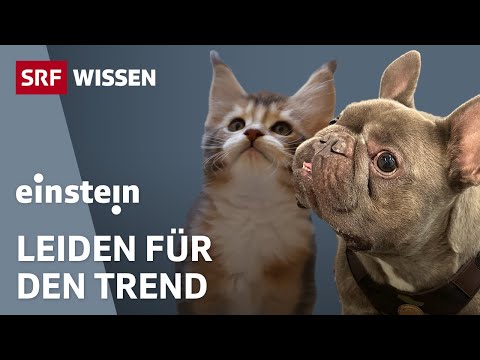 Dogs and cats: The pet as a status symbol | Part 3 | Einstein | SRF Wissen