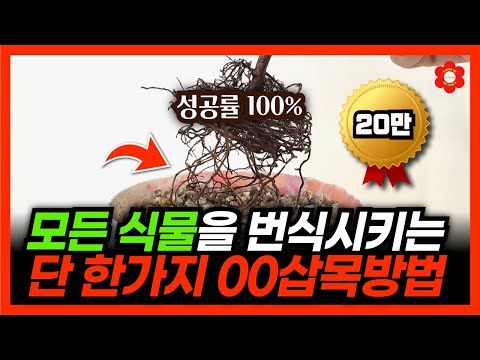 "저 믿고 삽목할 때 이걸 꼭 넣어보세요" 6년치 경험을 6분만에 드립니다🫢ㅣ삽목성공률 수직상승한 이유 [삽목의 정석, 삽수 조건, 관리방법 그리고 무료 이벤트까지] #삽목 #삽수