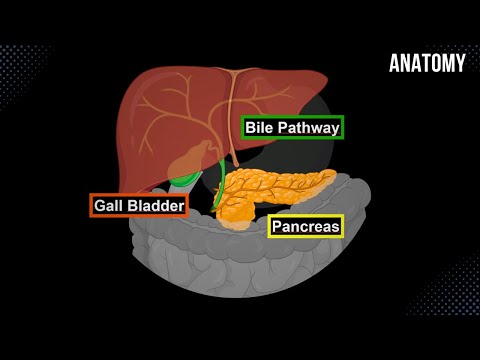 Bile Pathway, Gall Bladder & Pancreas - Anatomy