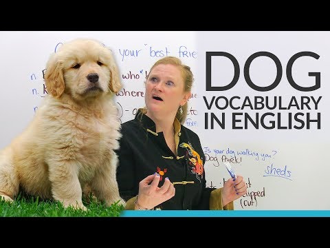 Real English: Taking care of your pet DOG!
