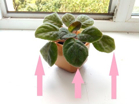 Почему у фиалки вянут листья и теряется упругость? Главная причина в корнях!