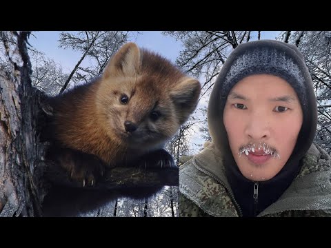 ОХОТА НА СОБОЛЯ КАПКАНАМИ в Якутии.
