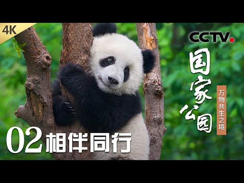 【4K】高萌的“动物育儿vlog”持续更新中！大熊猫、黑颈鹤、滇金丝猴等明星动物如何带娃？《国家公园——万物共生之境》第2集 相伴同行 | CCTV「国家公园——万物共生之境」